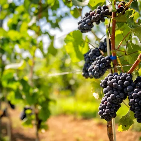 Hotel Wino & Niemcza