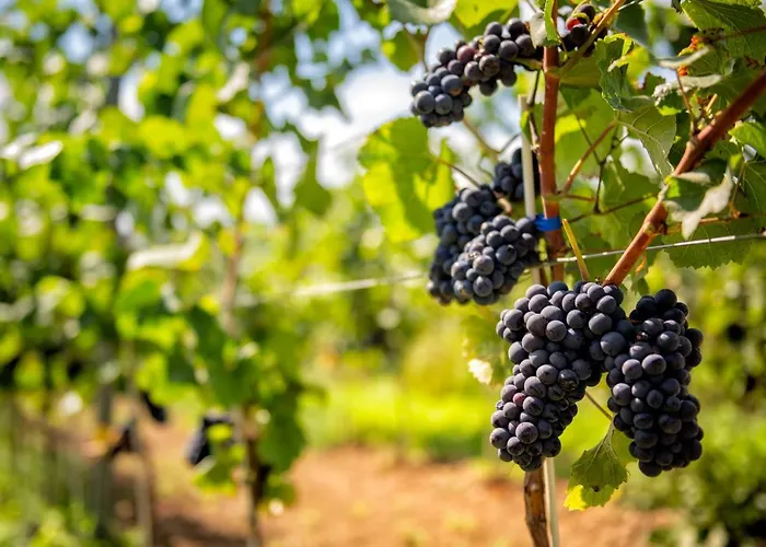 ホテル Wino & ニエムツァ