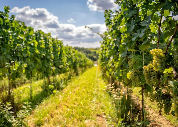 Wino & Отель Немча